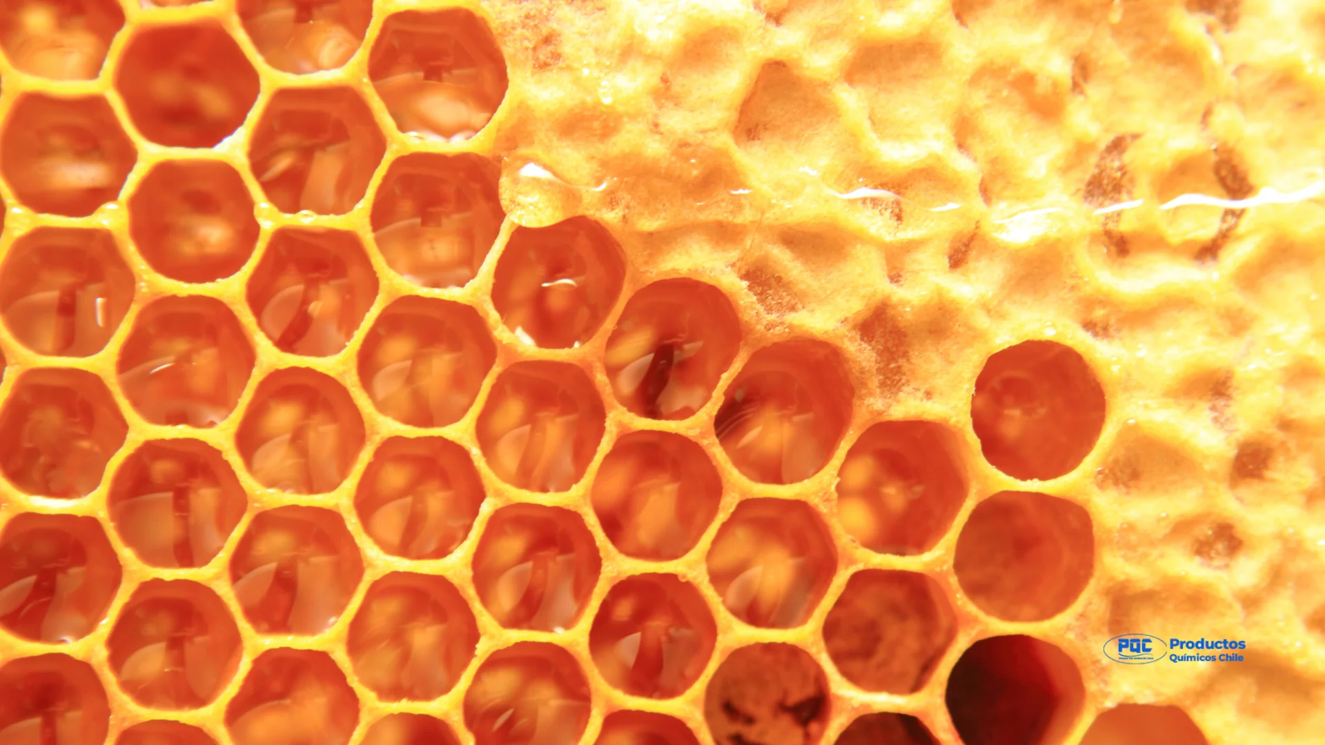 La cera de abejas, un producto natural con múltiples beneficios